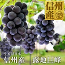 長野県　信州　中野市　須坂市　飯山市　山ノ内町　志賀高原　木島平　くだもの　果実　ぶどう　巨峰　種なしぶどう　種なし巨峰　露地巨峰　贈り物　贈答　お中元　御中元　プレゼント