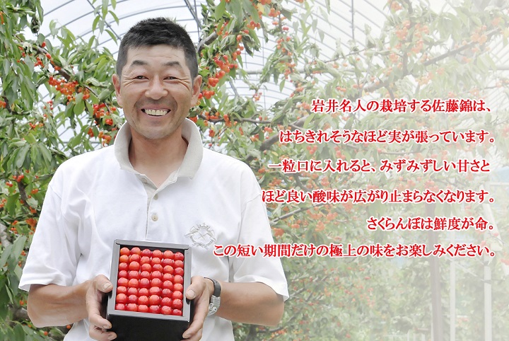 さくらんぼ 佐藤錦
