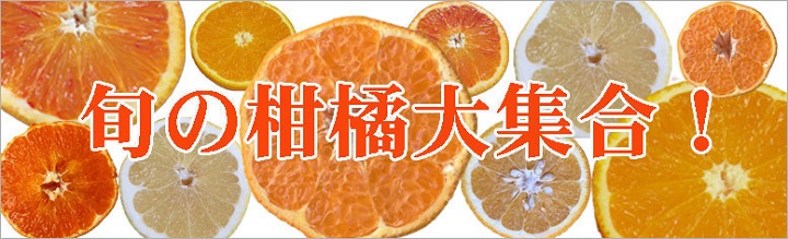 柑橘　愛媛県　熊本県　せとか　ポンカン　トップオレンジ　清見オレンジ　甘夏みかん　ブラッドオレンジ