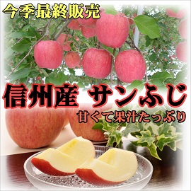 りんご　長野　信州　サンふじ