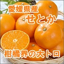 愛知県　愛知　あいち　国産　くだもの　果実　フルーツ　柑橘　みかん　せとか　ギフト　贈り物　贈答　プレゼント