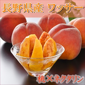 長野県 長野 ながの 信州 中野市 須坂市 飯山市 山ノ内町 志賀高原 小布施 小布施町 千曲市 果物 果実 フルーツ ワッサー ネクタリン プラム 桃 黄金桃 お中元 夏ギフト お歳暮 冬ギフト ギフト 贈り物 贈答 プレゼント